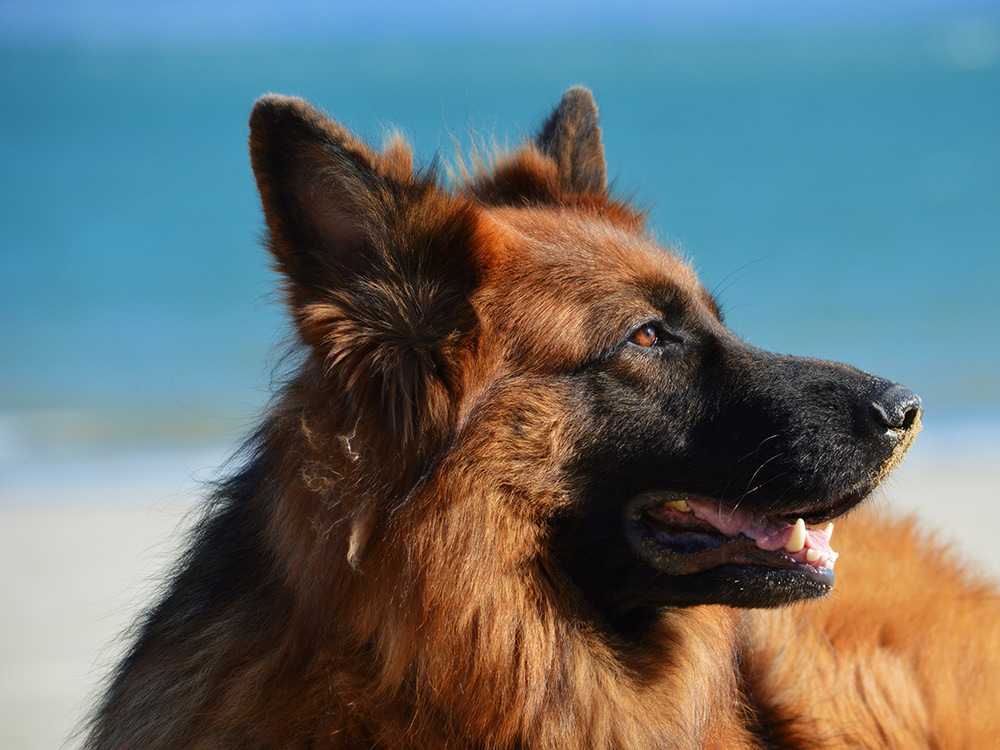 Dog Laying on Beach